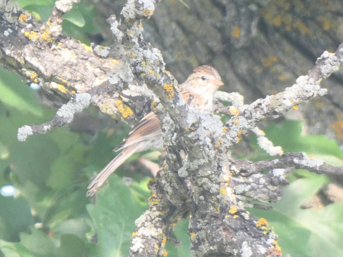 Field Sparrow - ML590708541