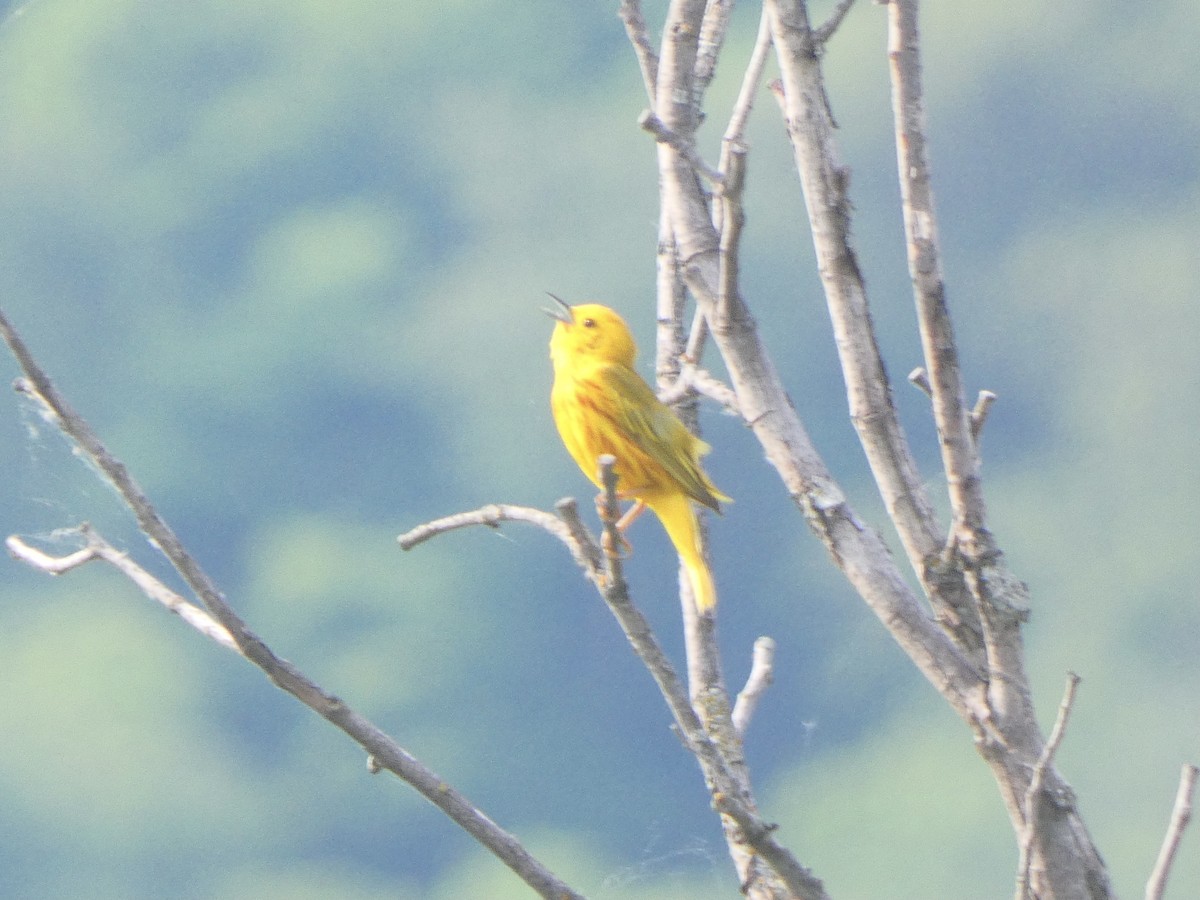 Yellow Warbler (Northern) - ML590708831
