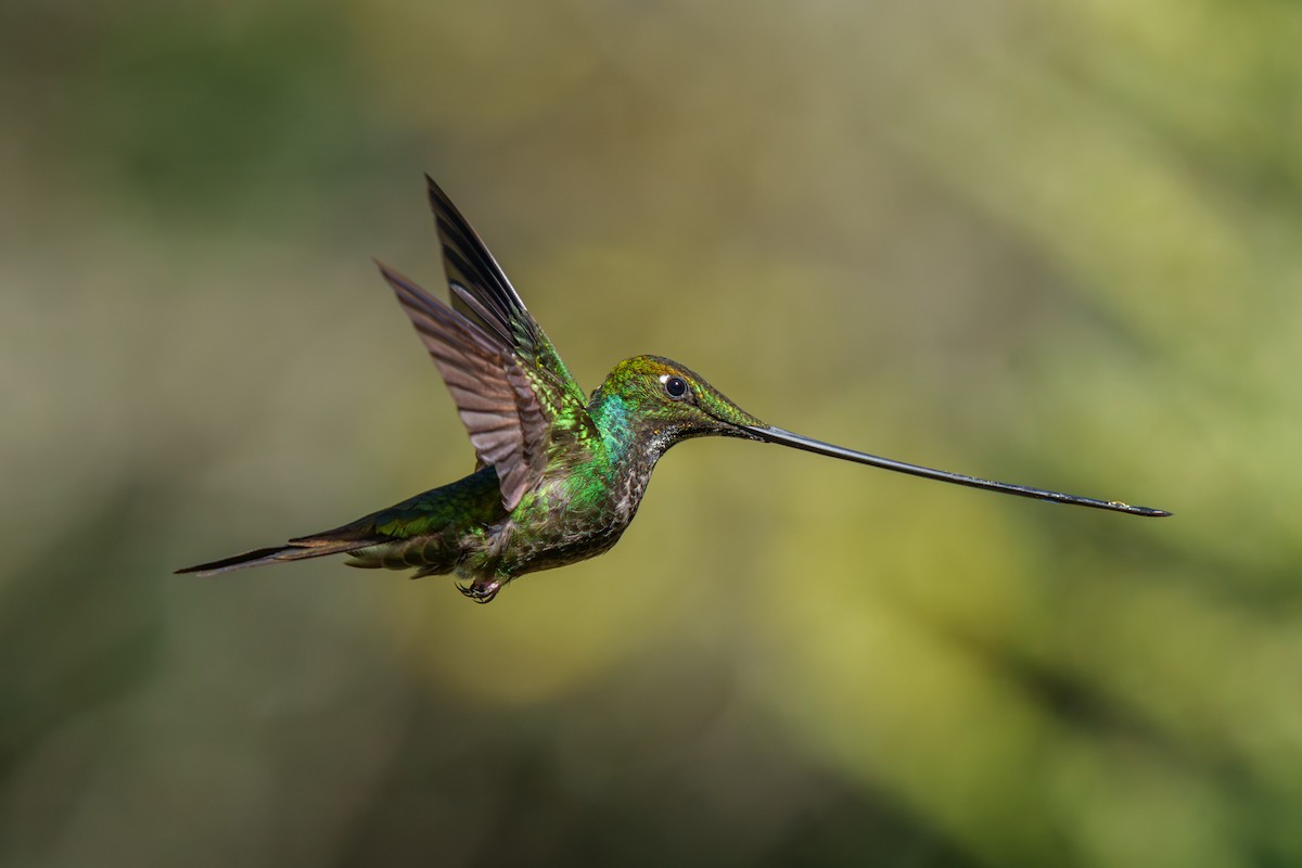Sword-billed Hummingbird - ML590708931