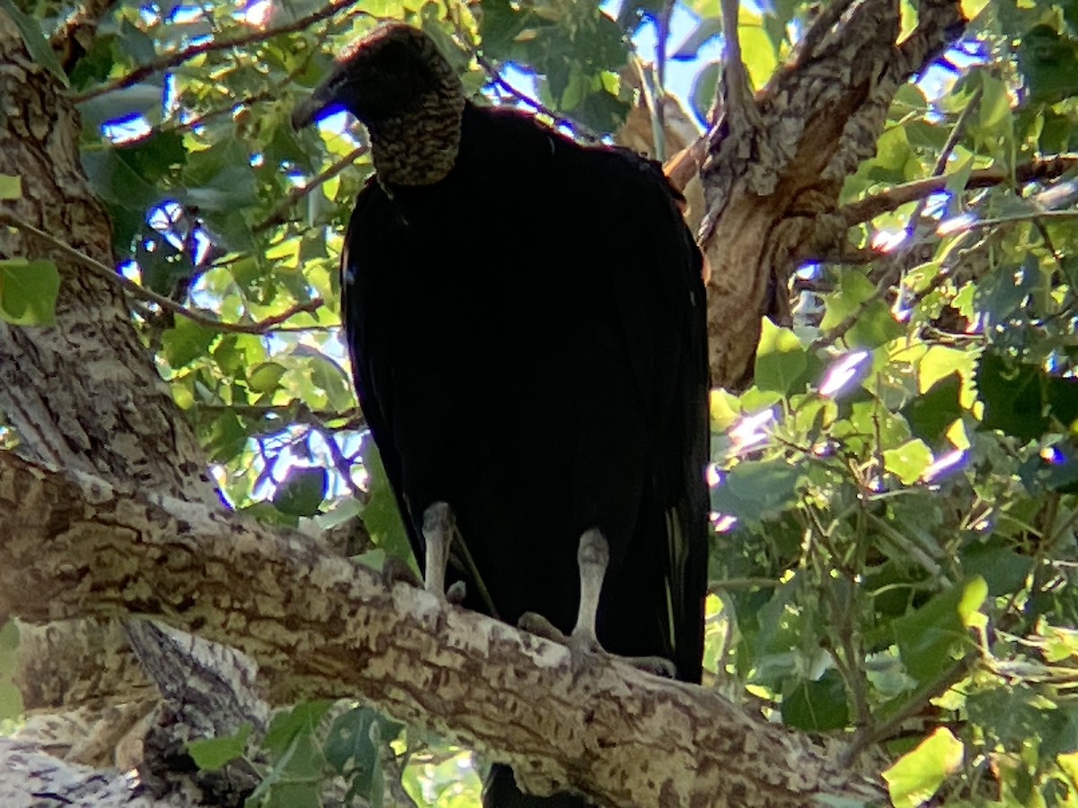 Black Vulture - ML590709341