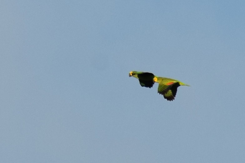 Turquoise-fronted Parrot - ML590709641