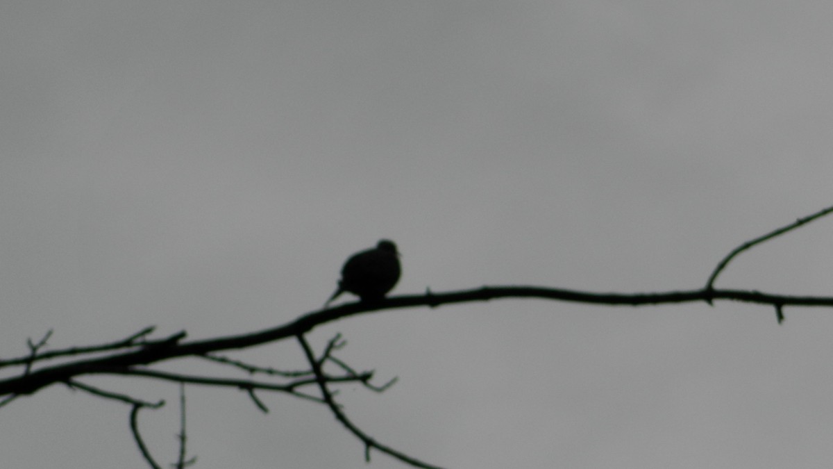 Mourning Dove - ML59071011