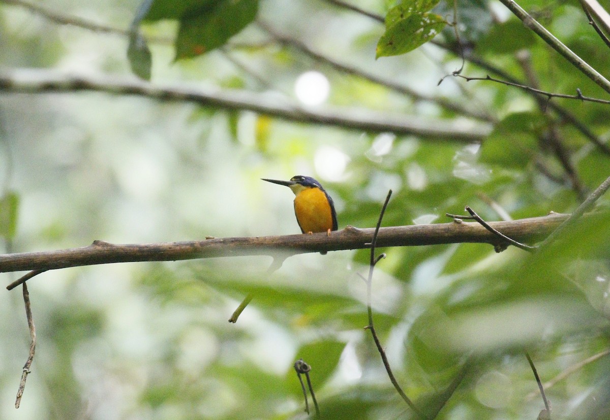 Papuan Dwarf-Kingfisher - ML590711281