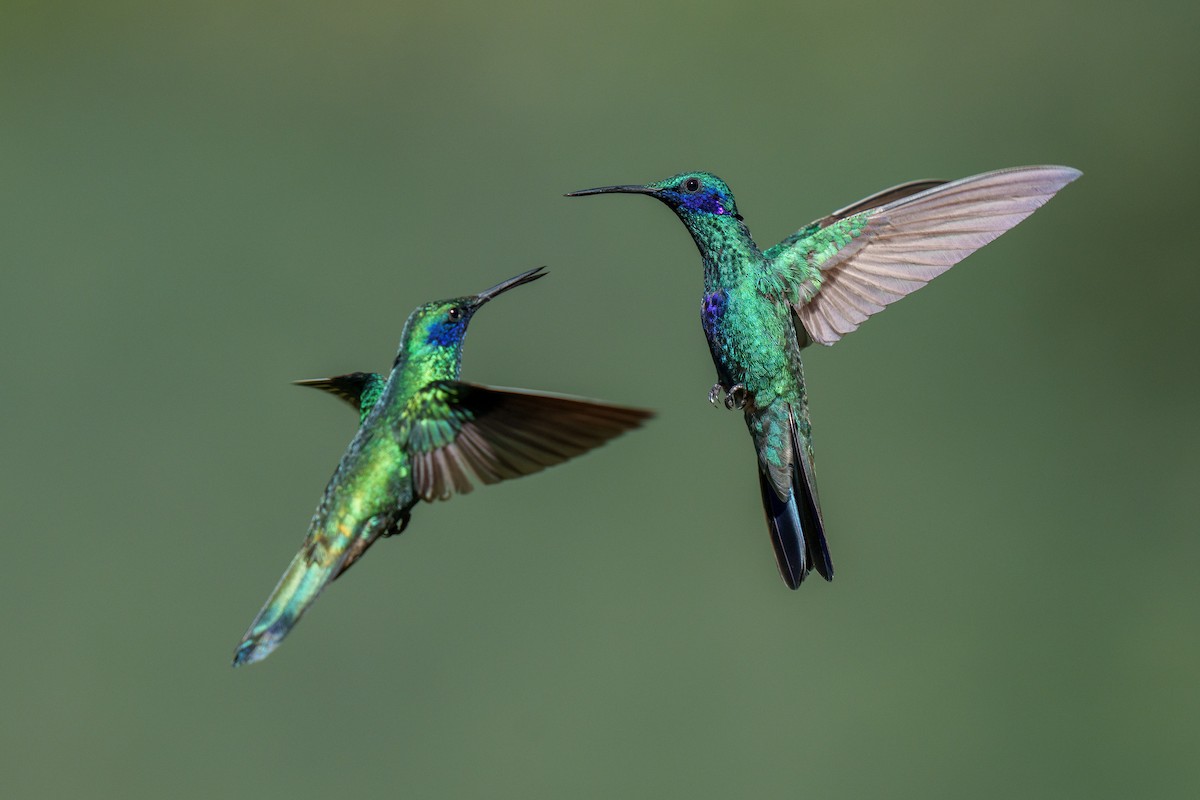 kolibřík modrolící - ML590712631