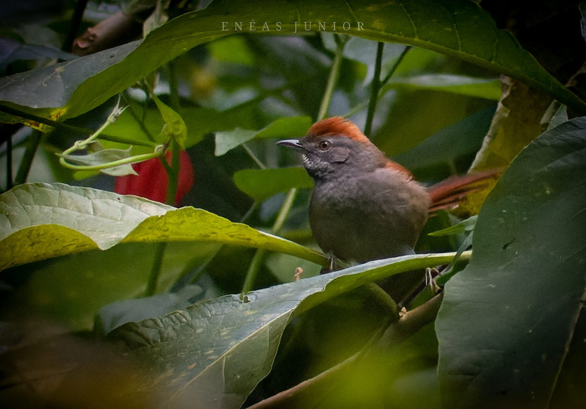 Sooty-fronted Spinetail - ML590712671