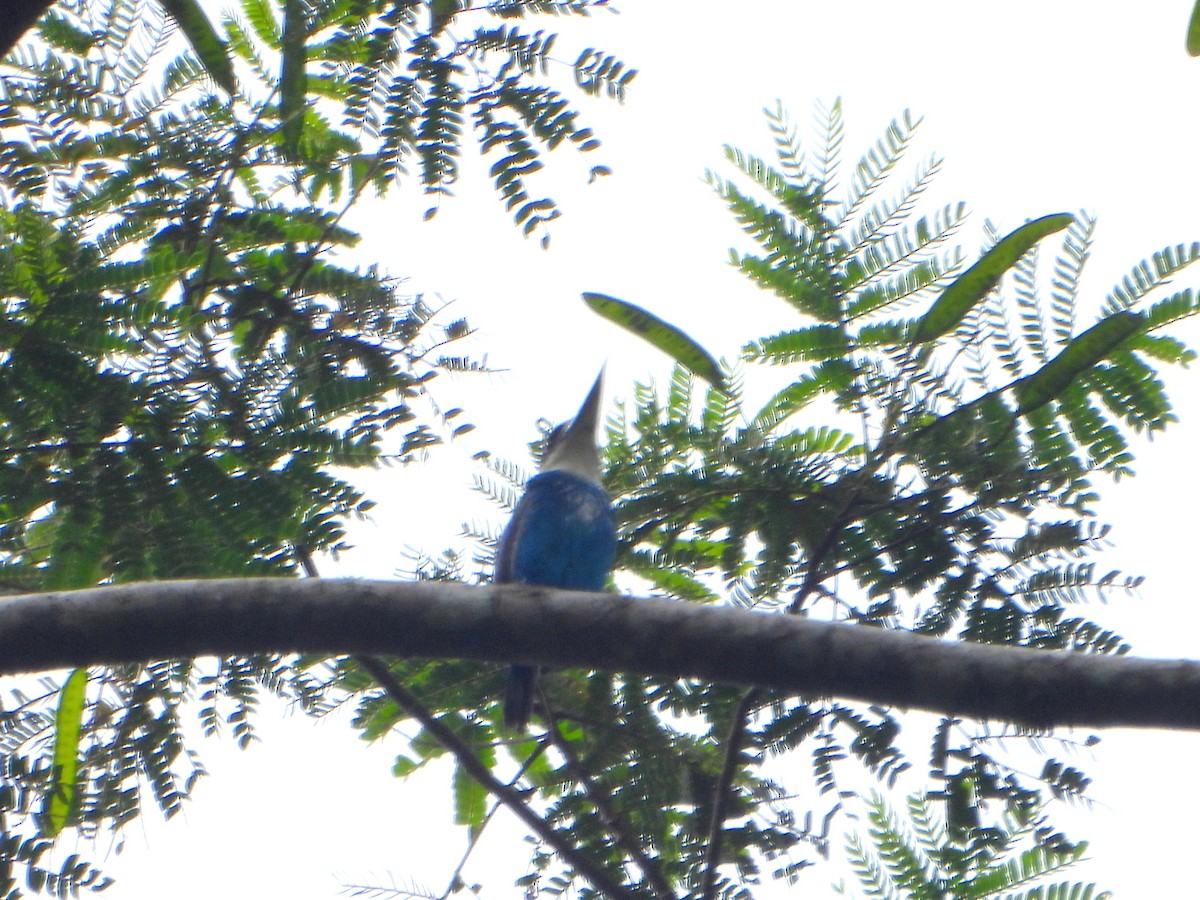 Lazuli Kingfisher - bob butler