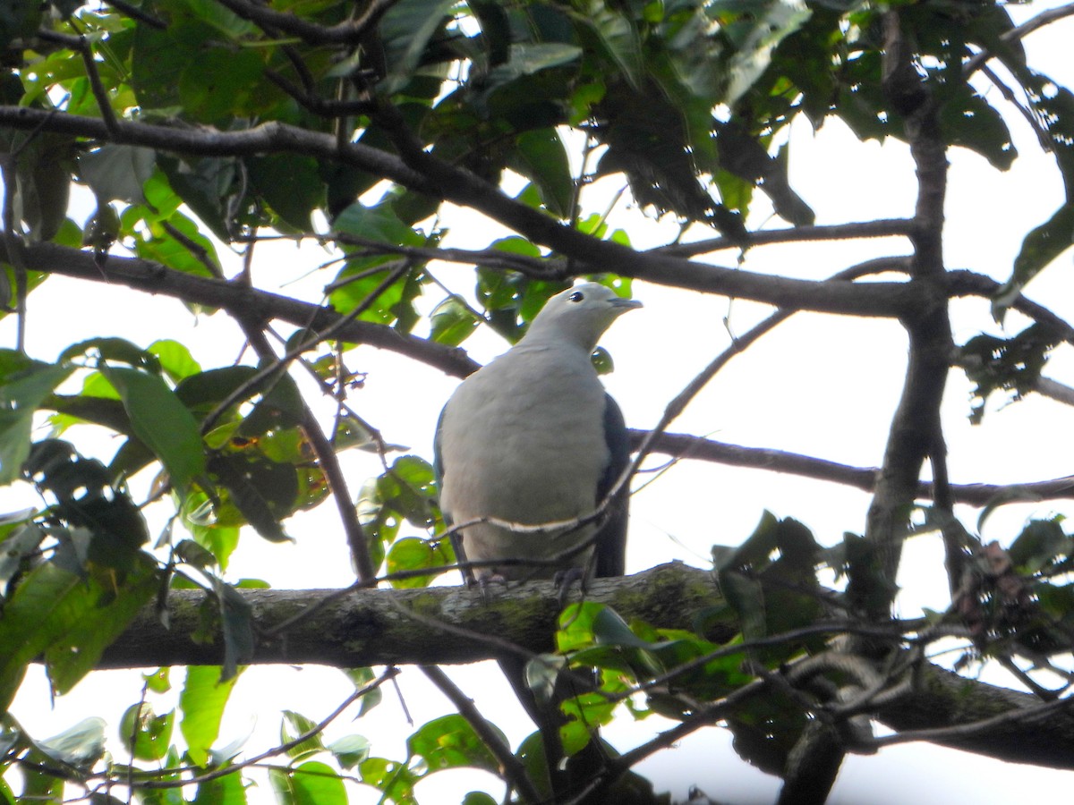 Серамский плодовый голубь - ML590714591