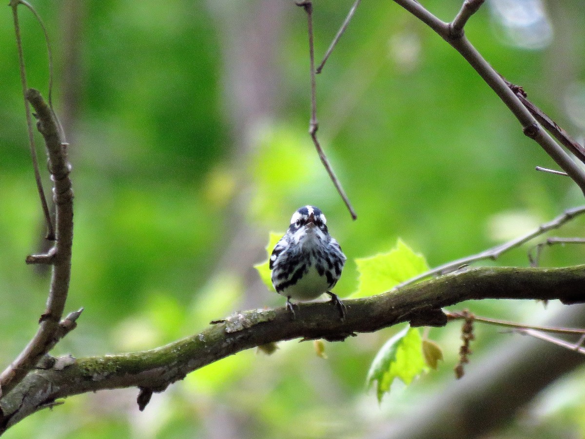 Black-and-white Warbler - ML59071461