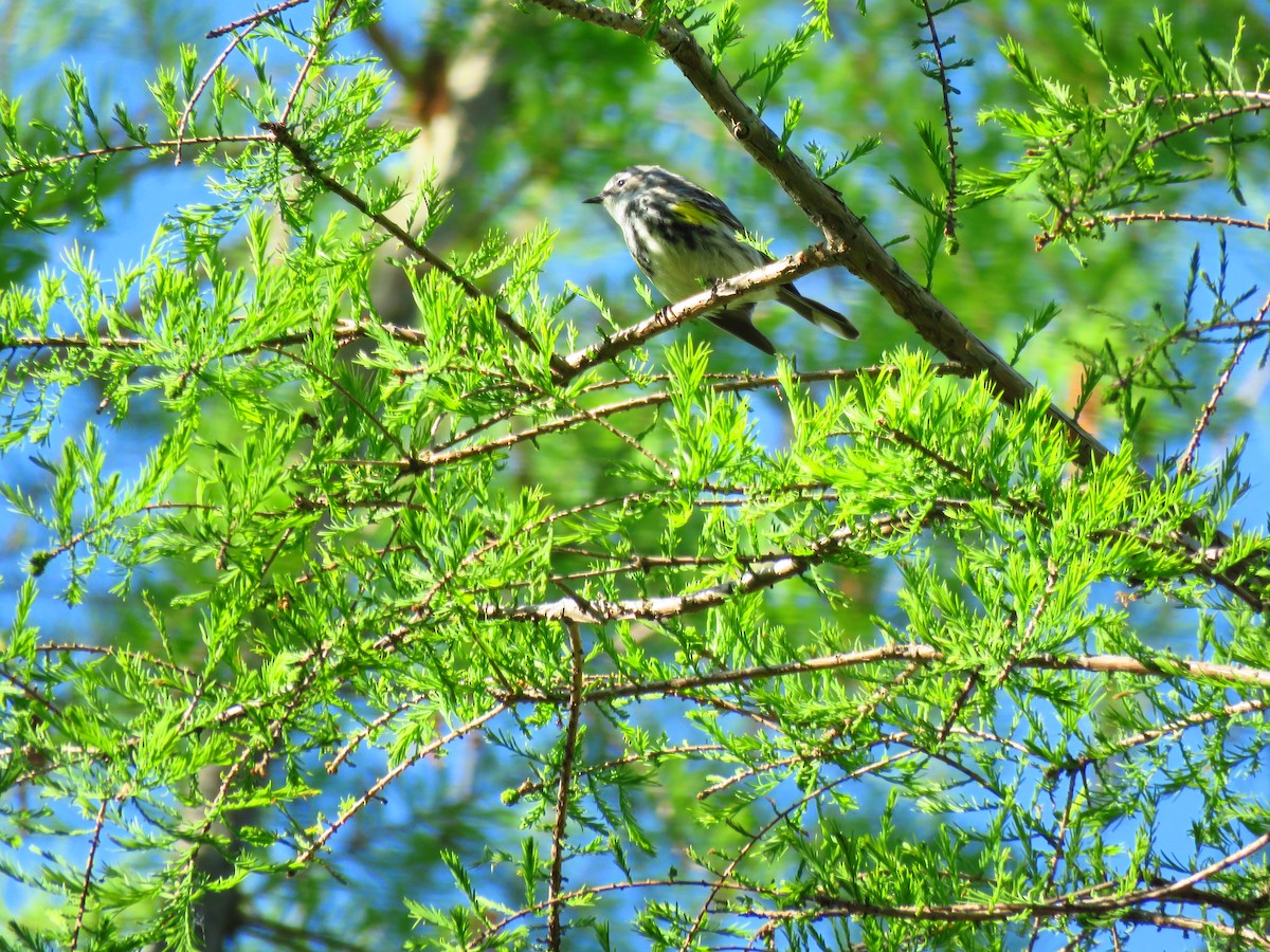 Black-and-white Warbler - ML59071501