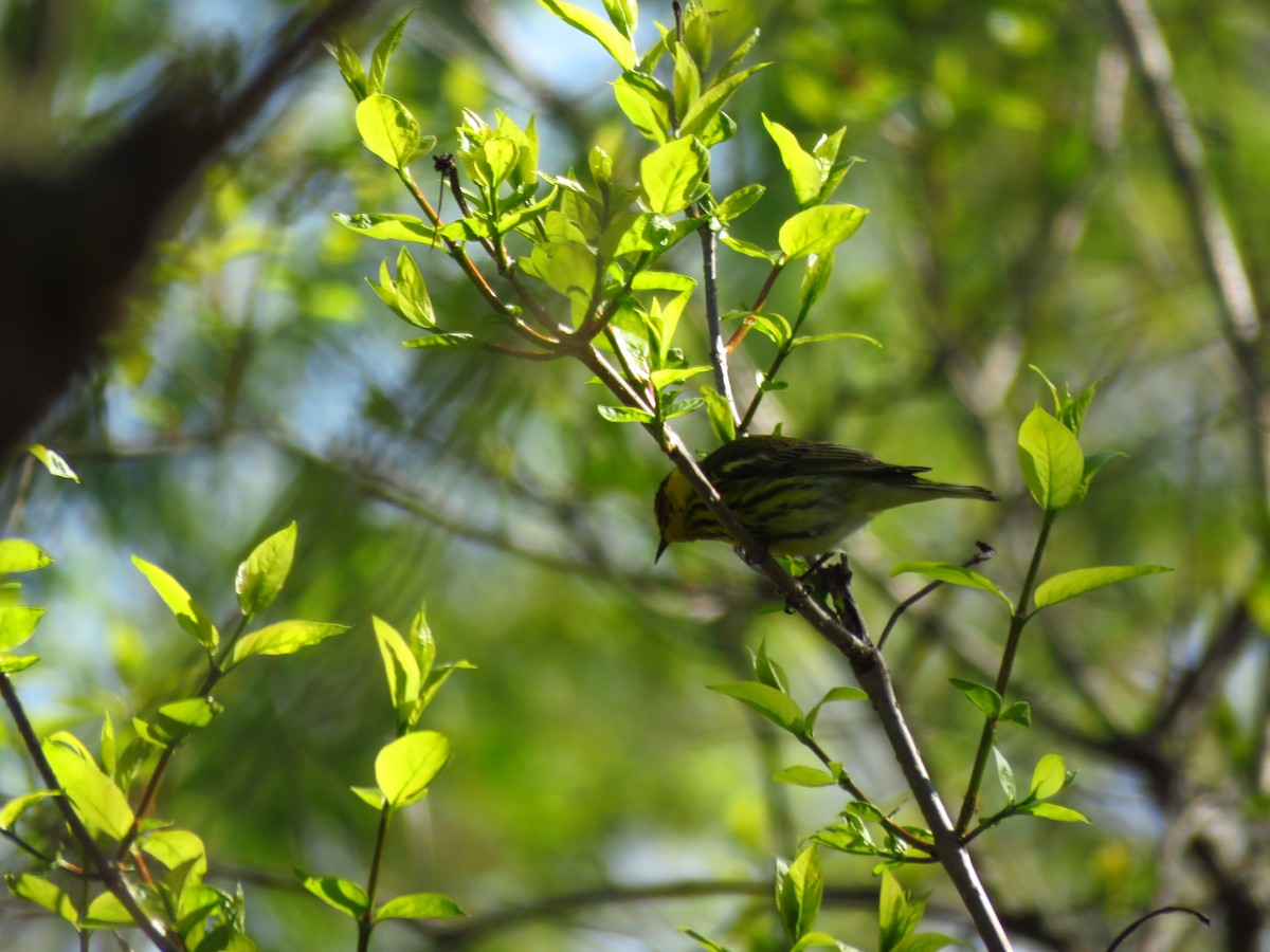 Cape May Warbler - ML59071771