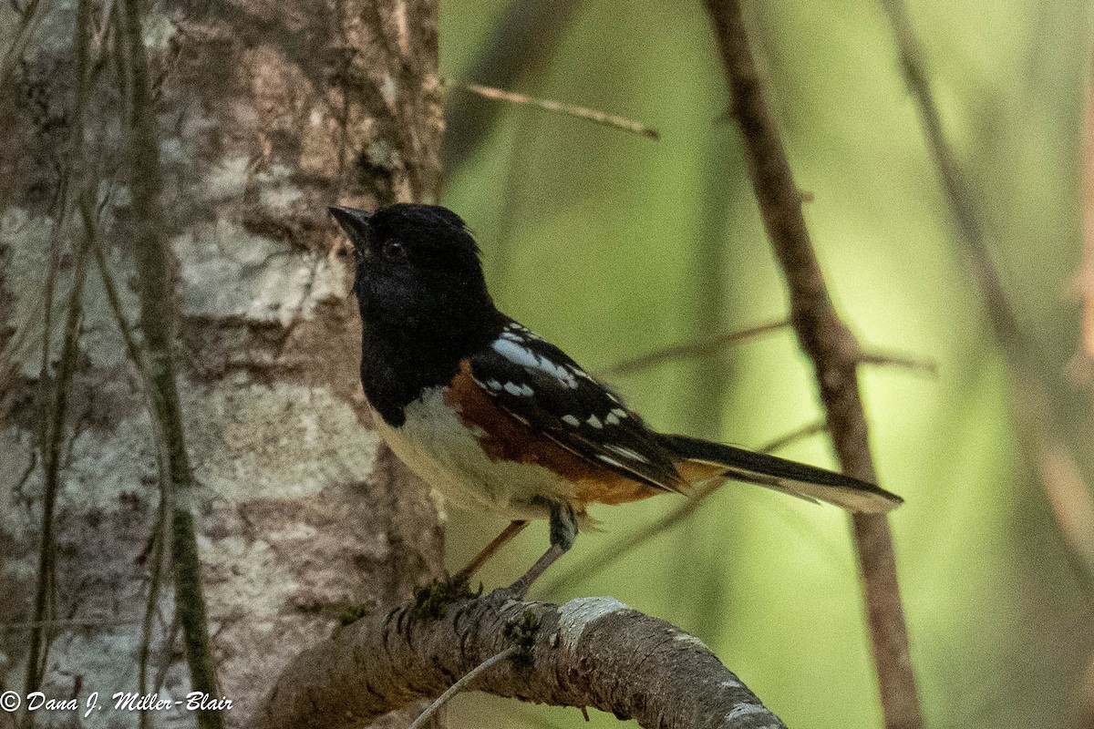 Spotted Towhee - ML590718291