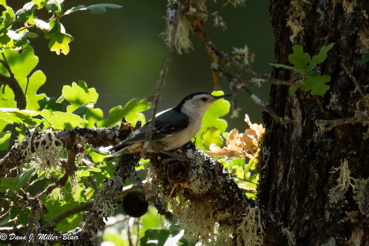 White-breasted Nuthatch - ML590718451