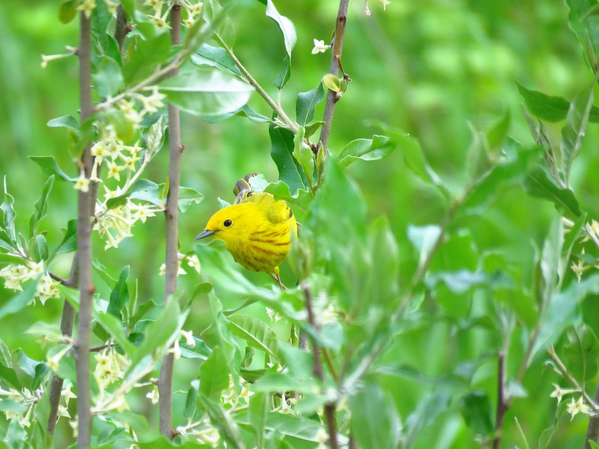 Yellow Warbler - ML59071881