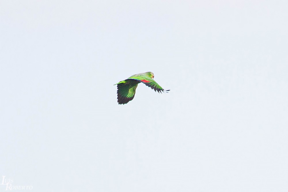 Yellow-crowned Parrot - Luis Roberto da Silva