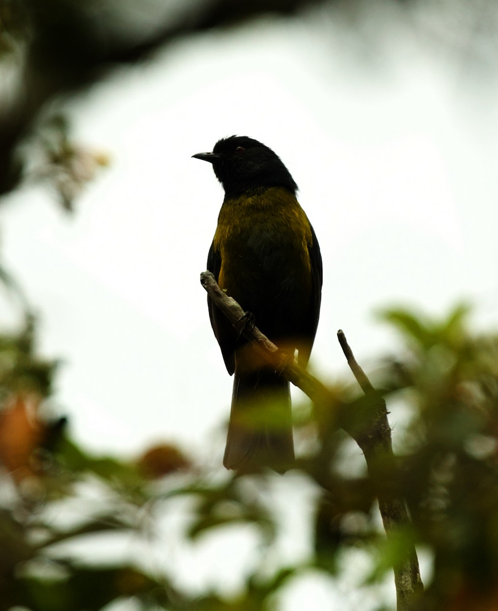 Black-and-yellow Silky-flycatcher - ML590720371