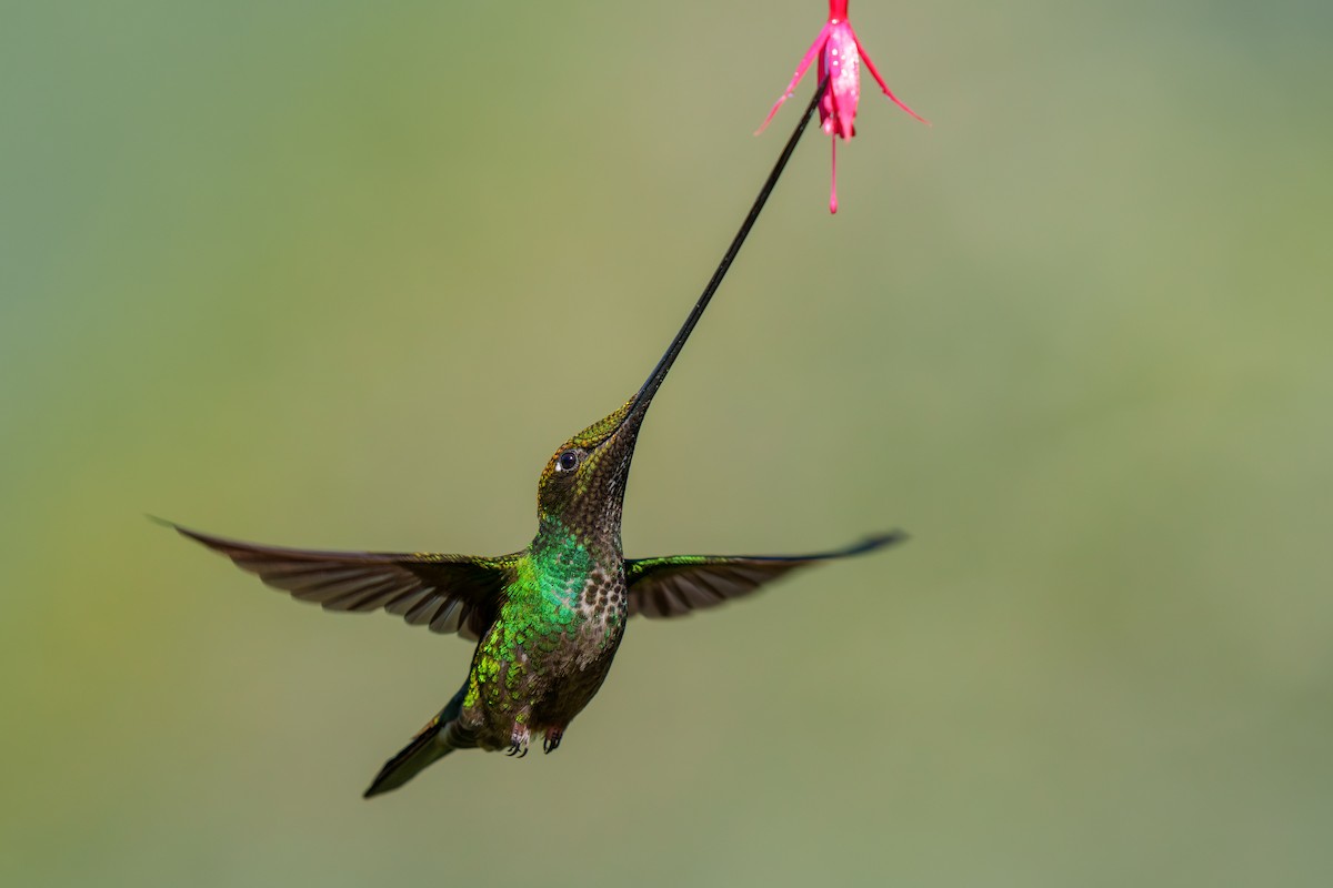 Sword-billed Hummingbird - ML590720531