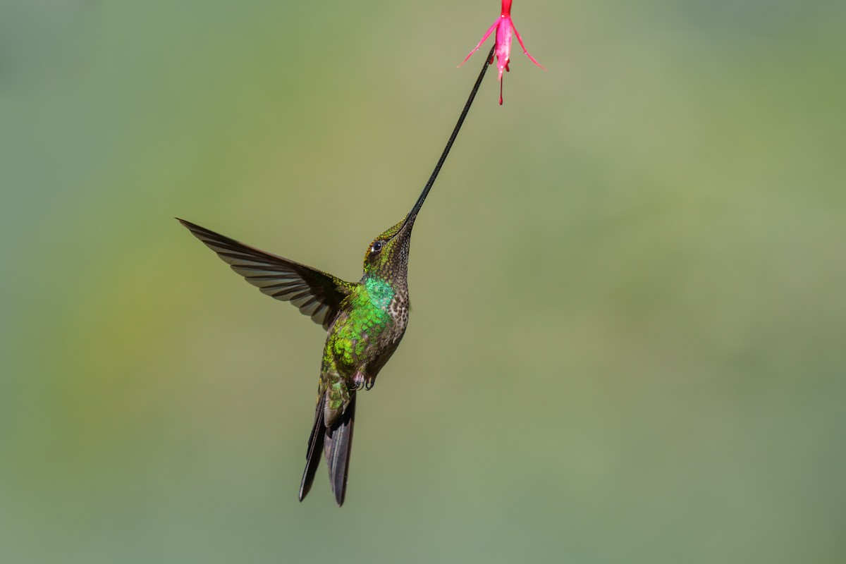 Sword-billed Hummingbird - ML590720551