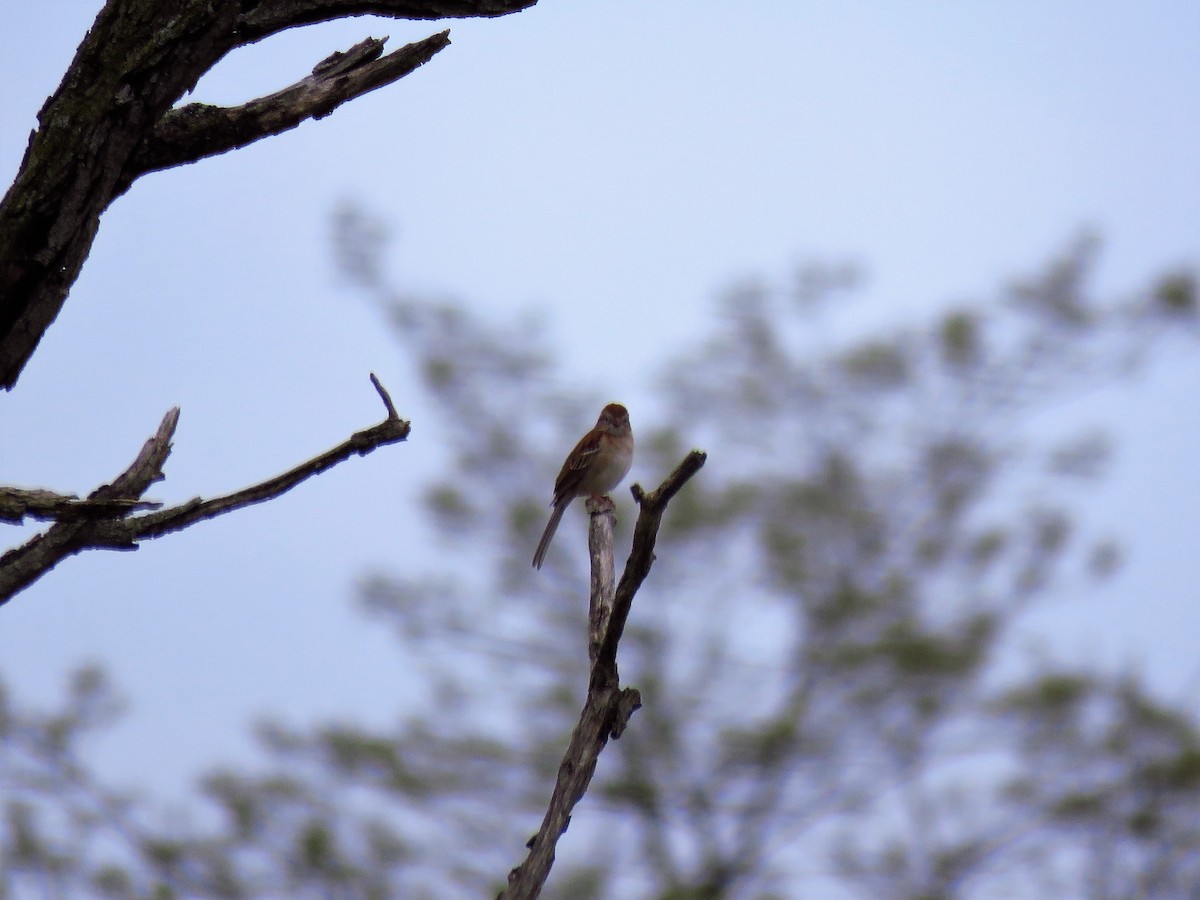 Field Sparrow - Anonymous