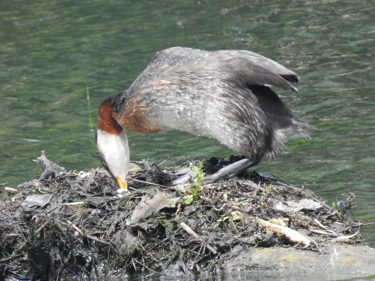 Red-necked Grebe - ML590722501