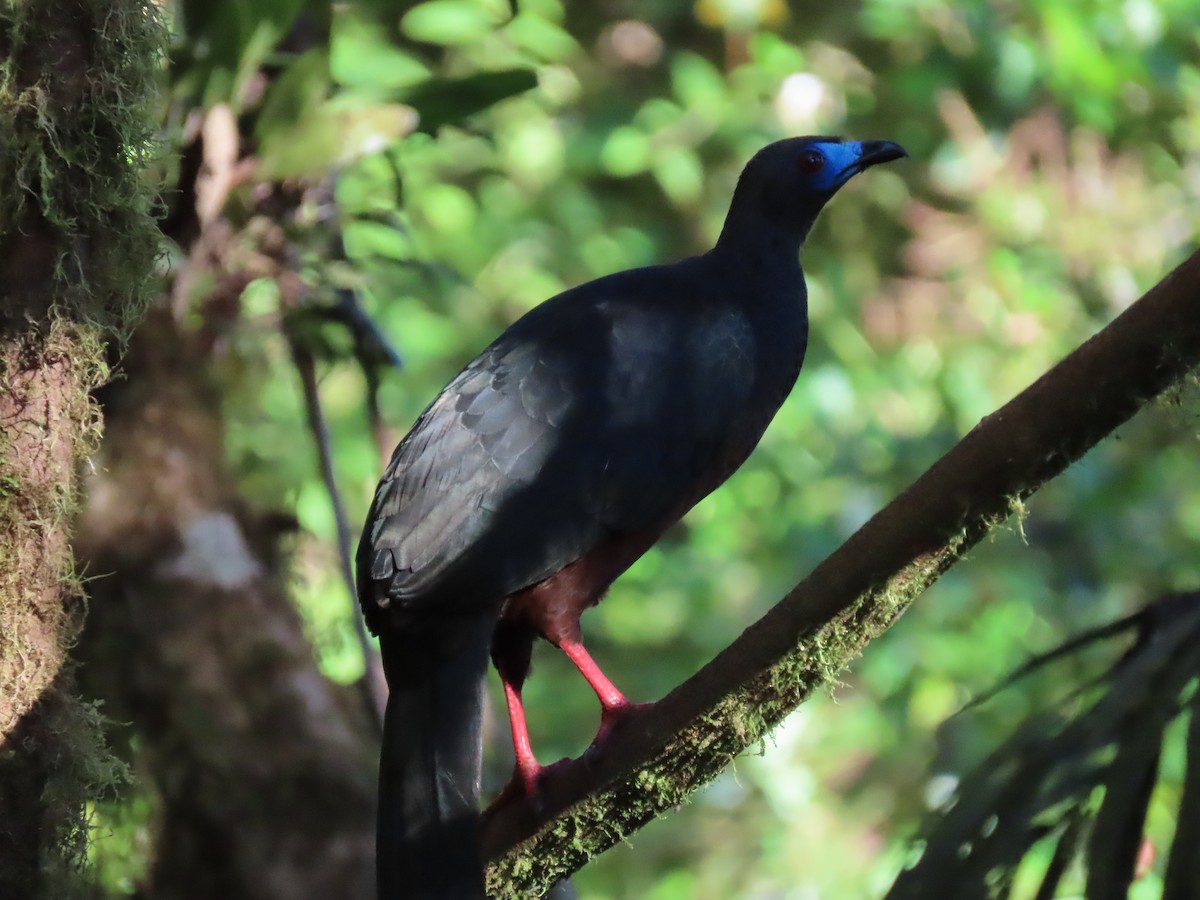Sickle-winged Guan - ML590722511