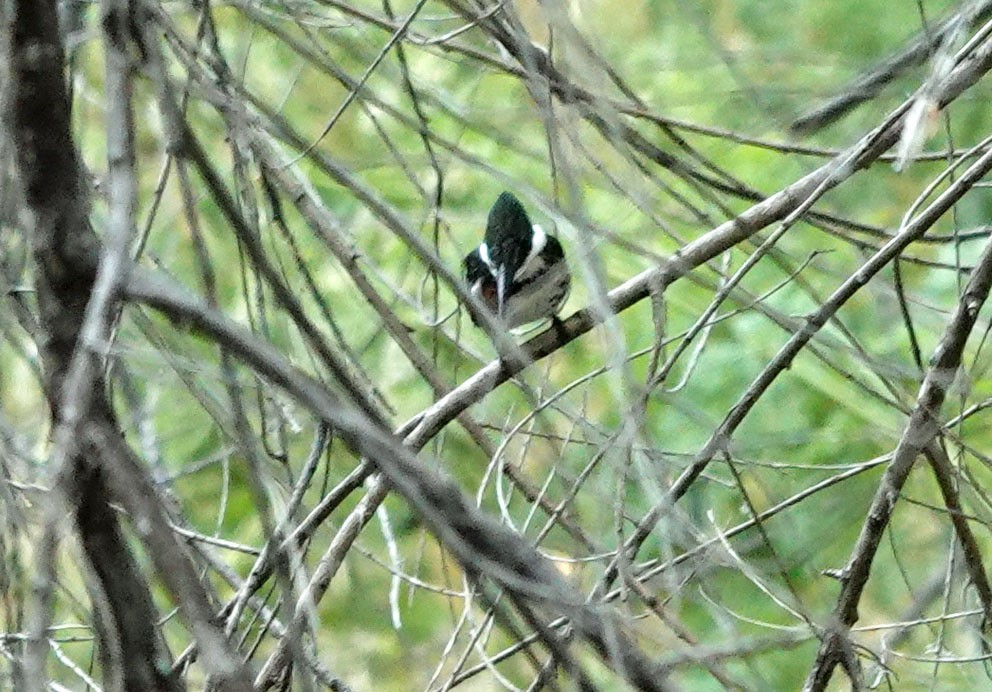 Green Kingfisher - ML590724881