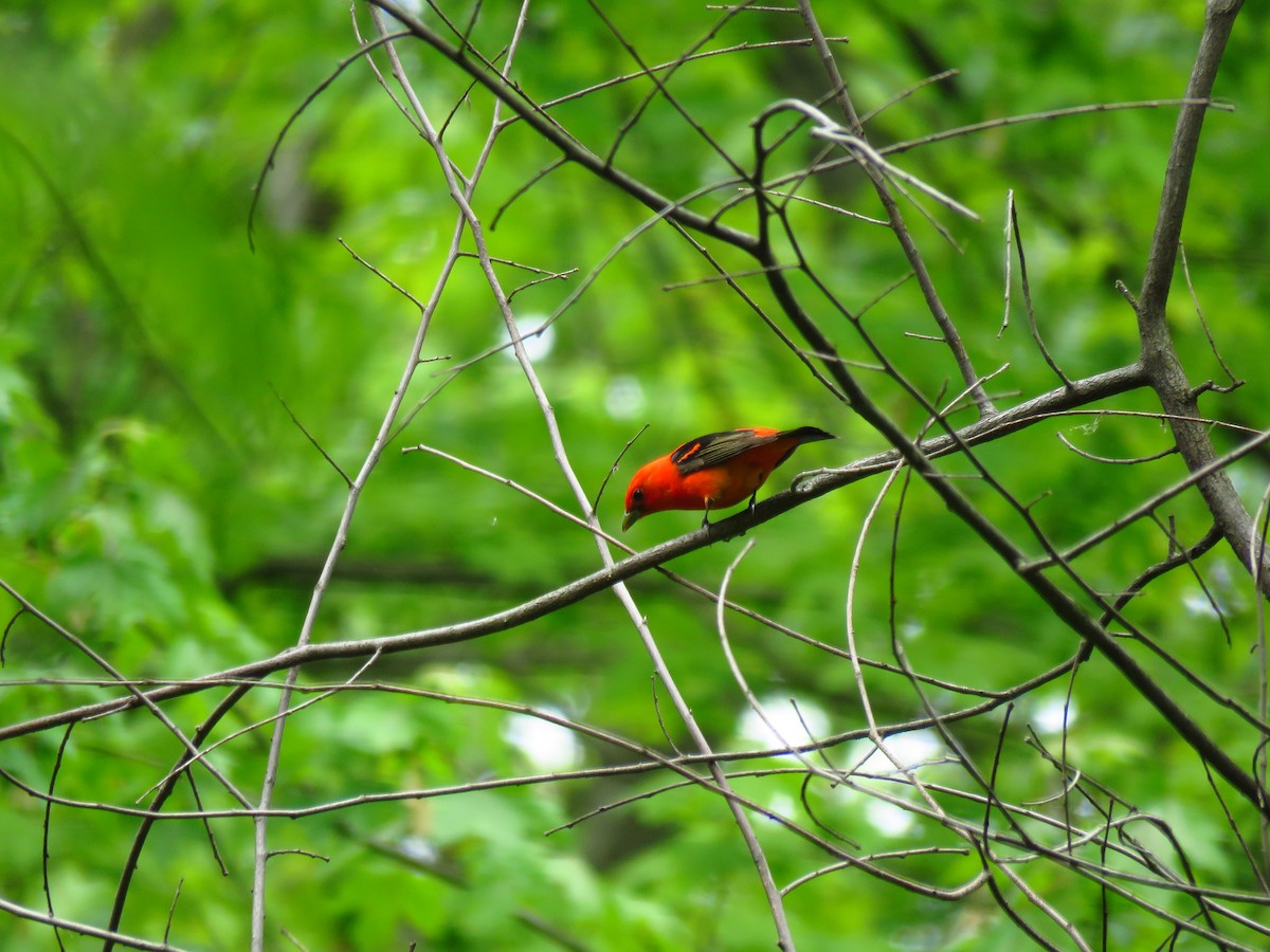 Scarlet Tanager - ML59072531