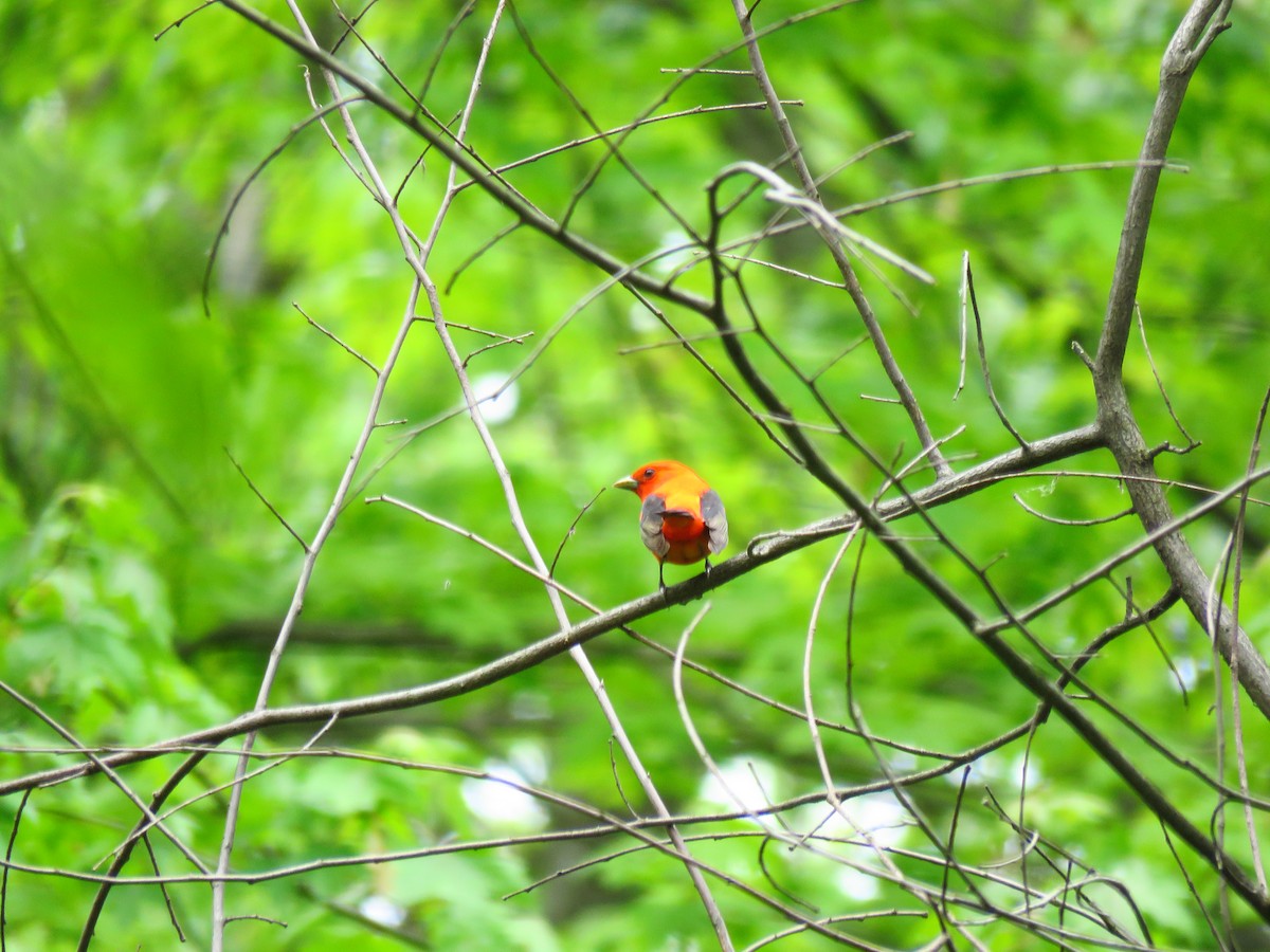 Scarlet Tanager - ML59072541