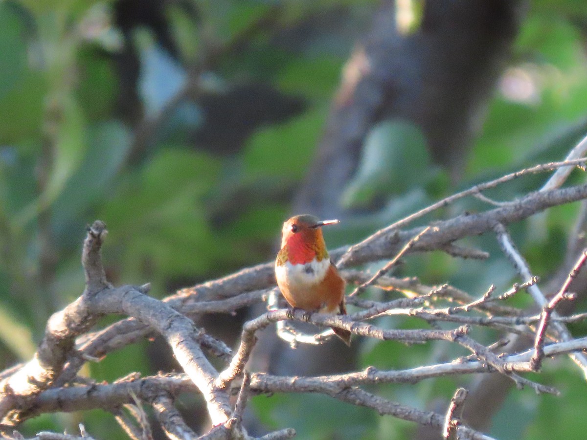 Rufous Hummingbird - ML590728641
