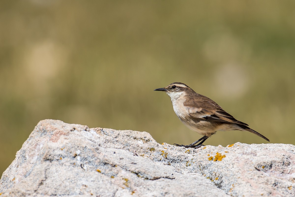White-winged Cinclodes - ML590733721