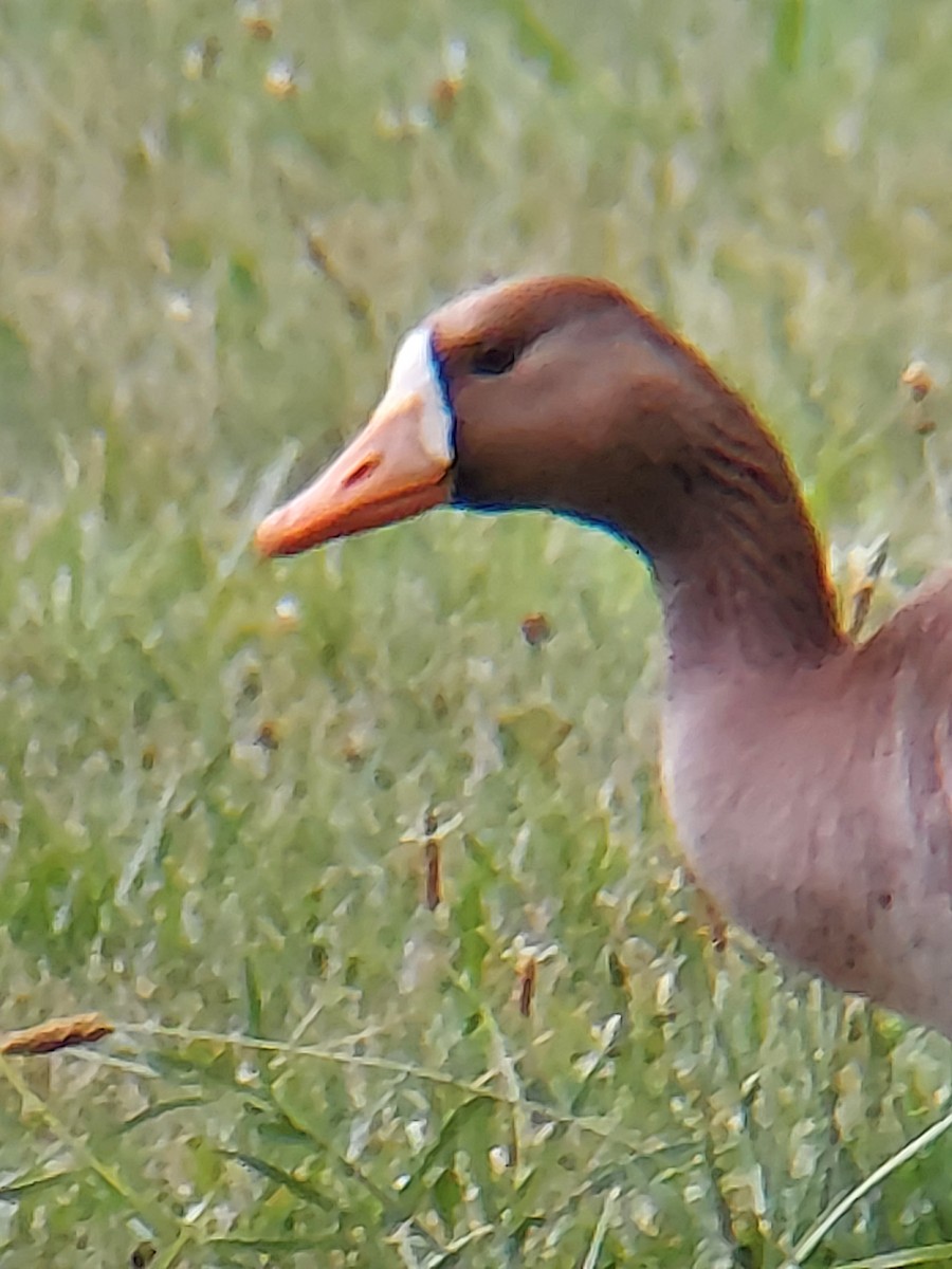 Greater White-fronted Goose - ML590735431