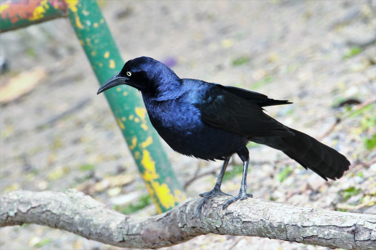 Great-tailed Grackle - ML59073551