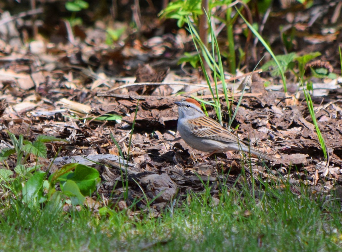 Chipping Sparrow - Gregory Bryan
