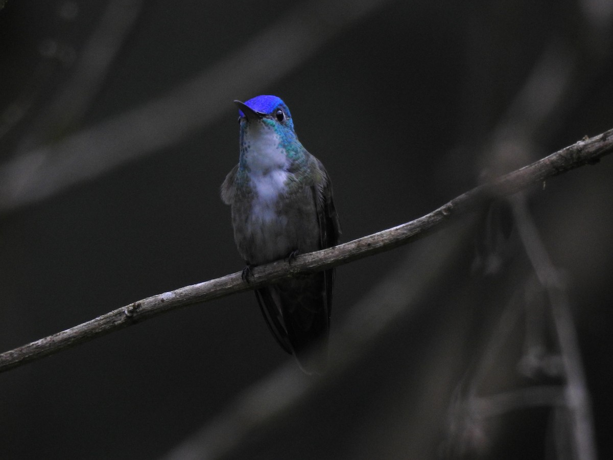 Azure-crowned Hummingbird (Azure-crowned) - ML590742381