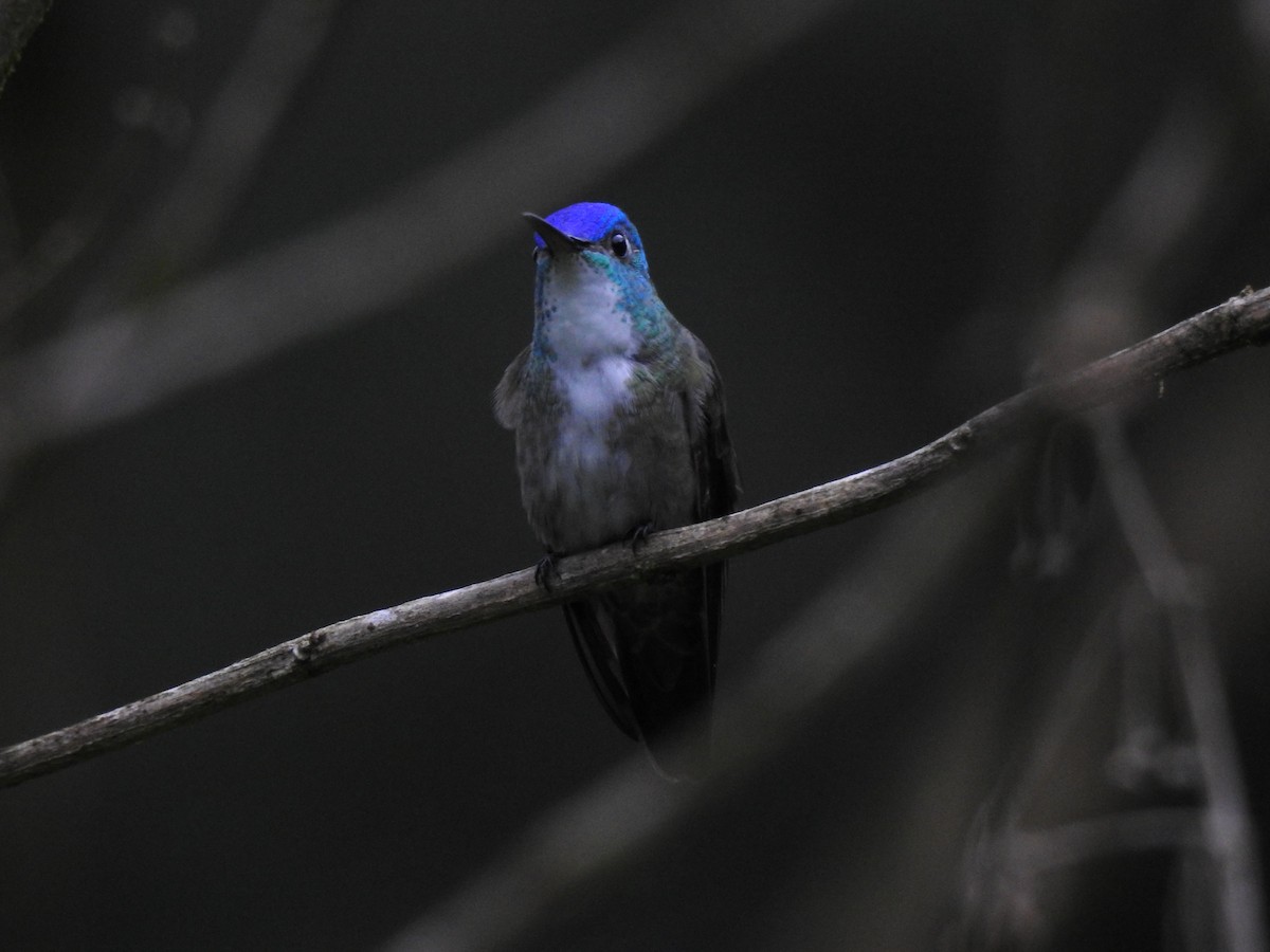 kolibřík azurovotemenný (ssp. cyanocephala) - ML590742391