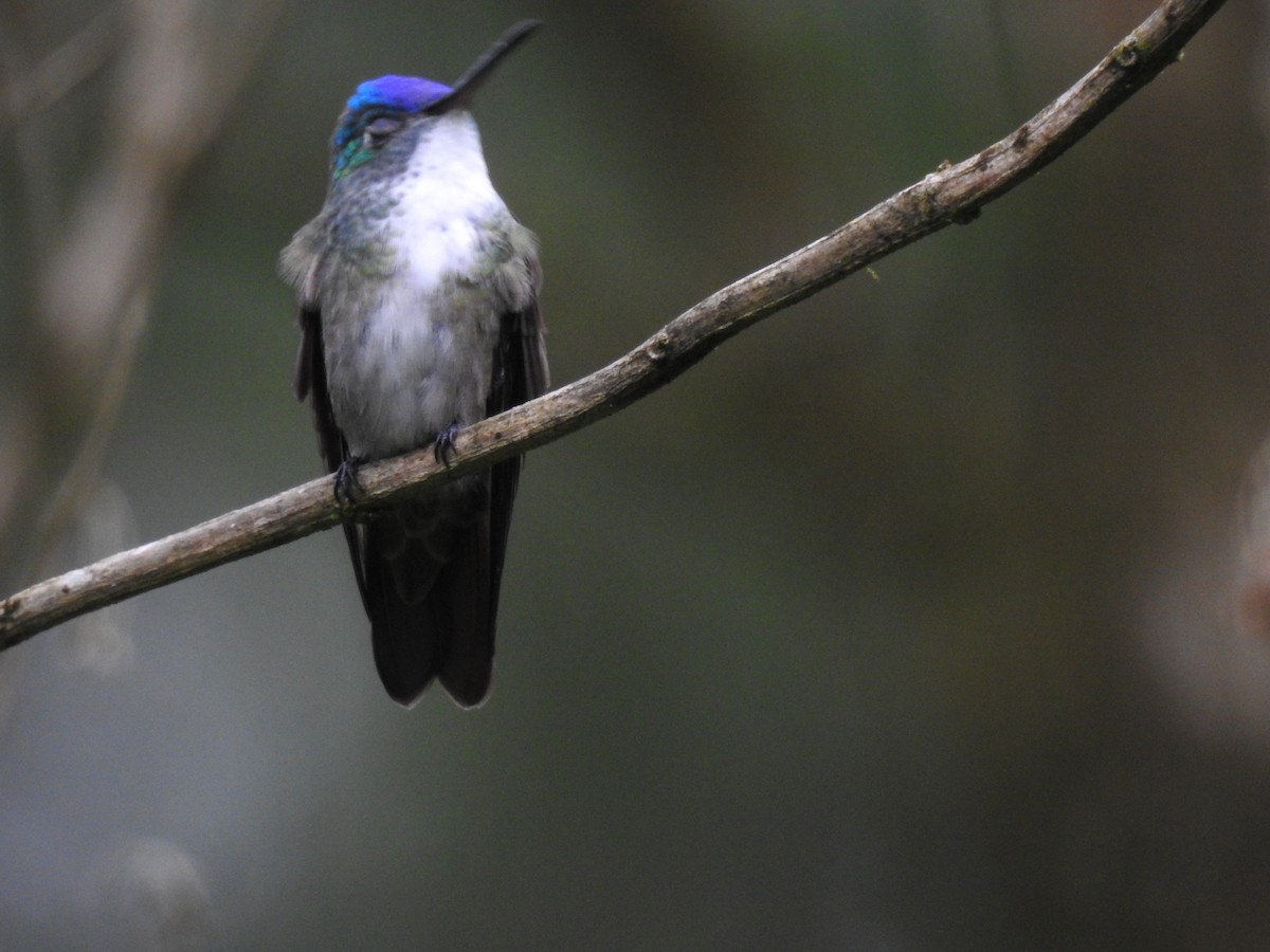 Mavi Alınlı Kolibri (cyanocephala) - ML590742711