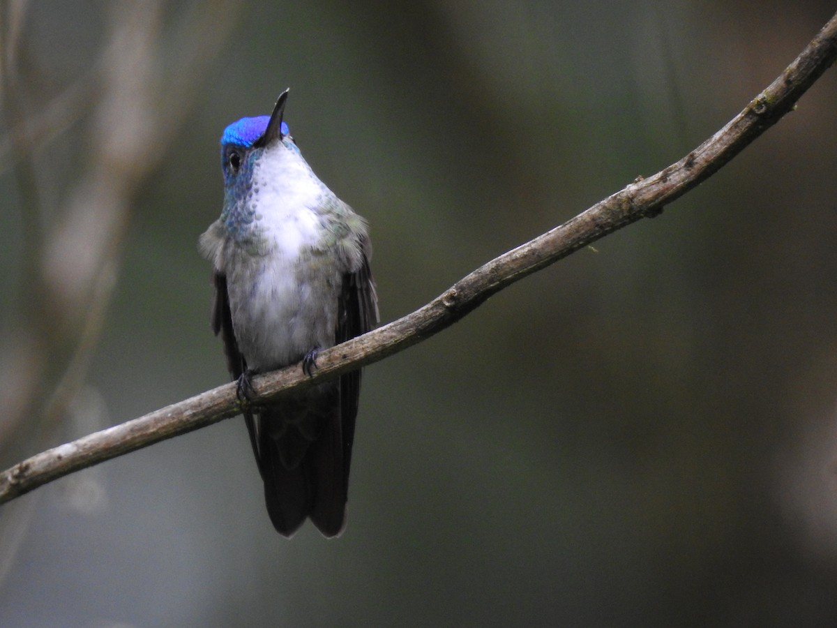Mavi Alınlı Kolibri (cyanocephala) - ML590742721