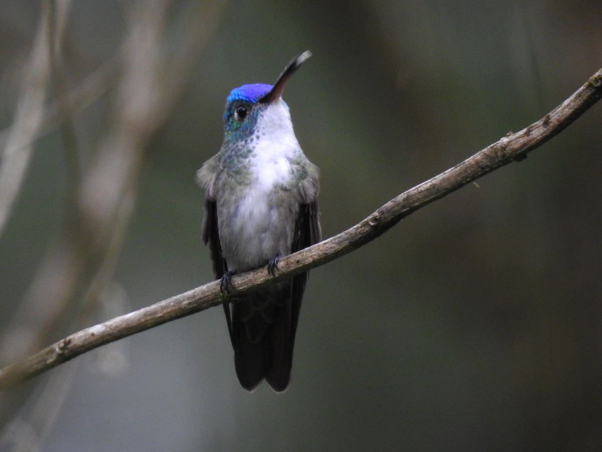 Azure-crowned Hummingbird (Azure-crowned) - Otto Alvarado