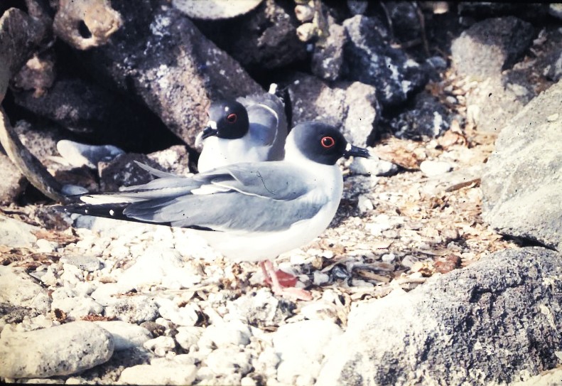 Swallow-tailed Gull - Hector Ceballos-Lascurain