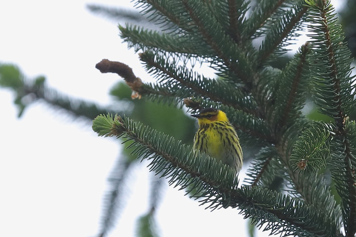 Cape May Warbler - PA Migration Count Data
