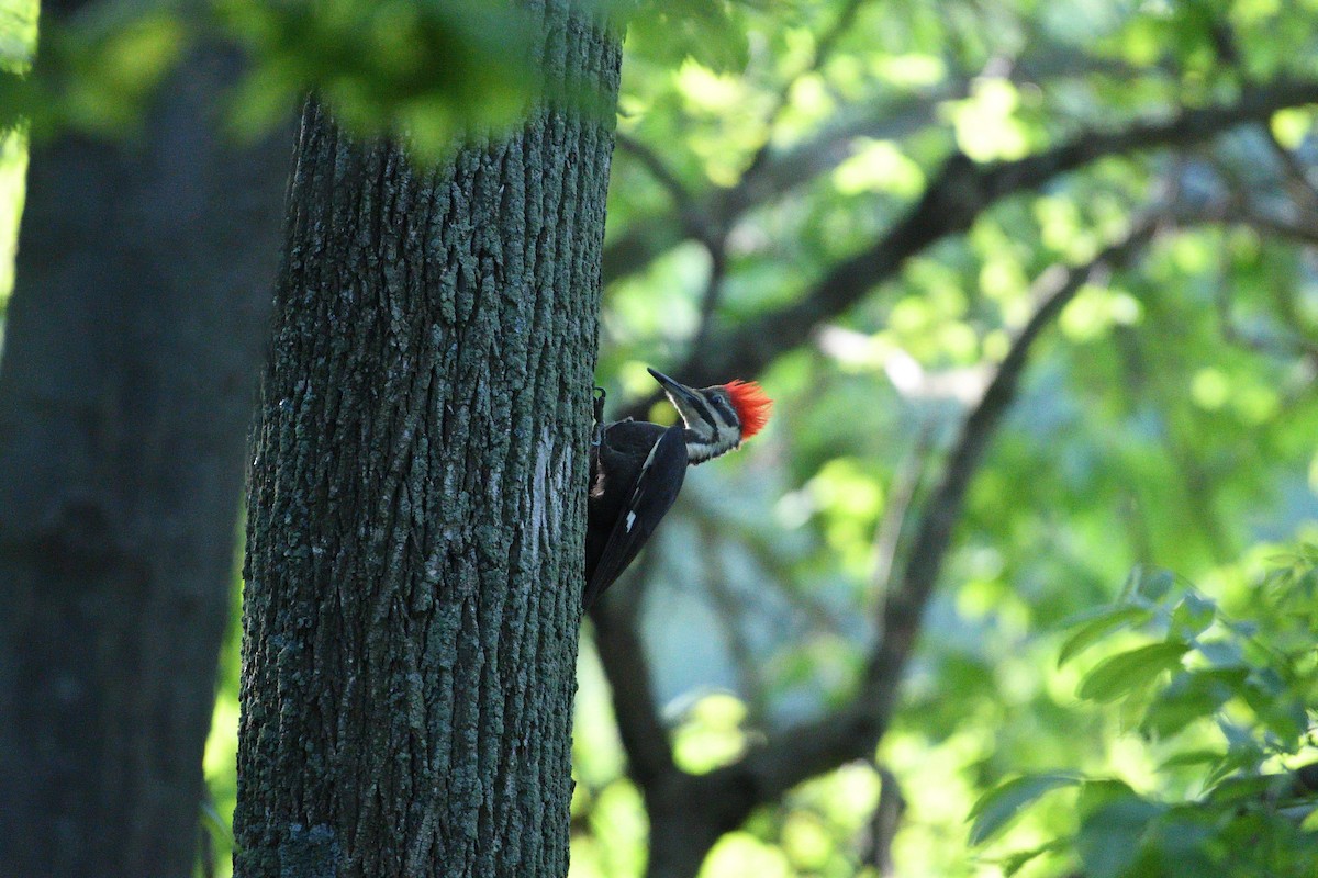 Pileated Woodpecker - Barry Blust