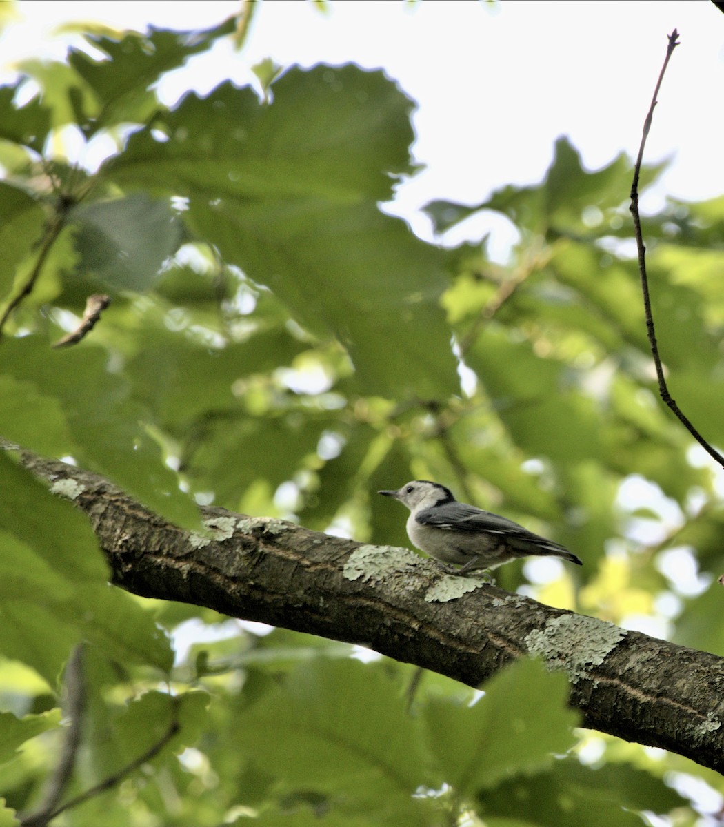 White-breasted Nuthatch - Gayle Bachert