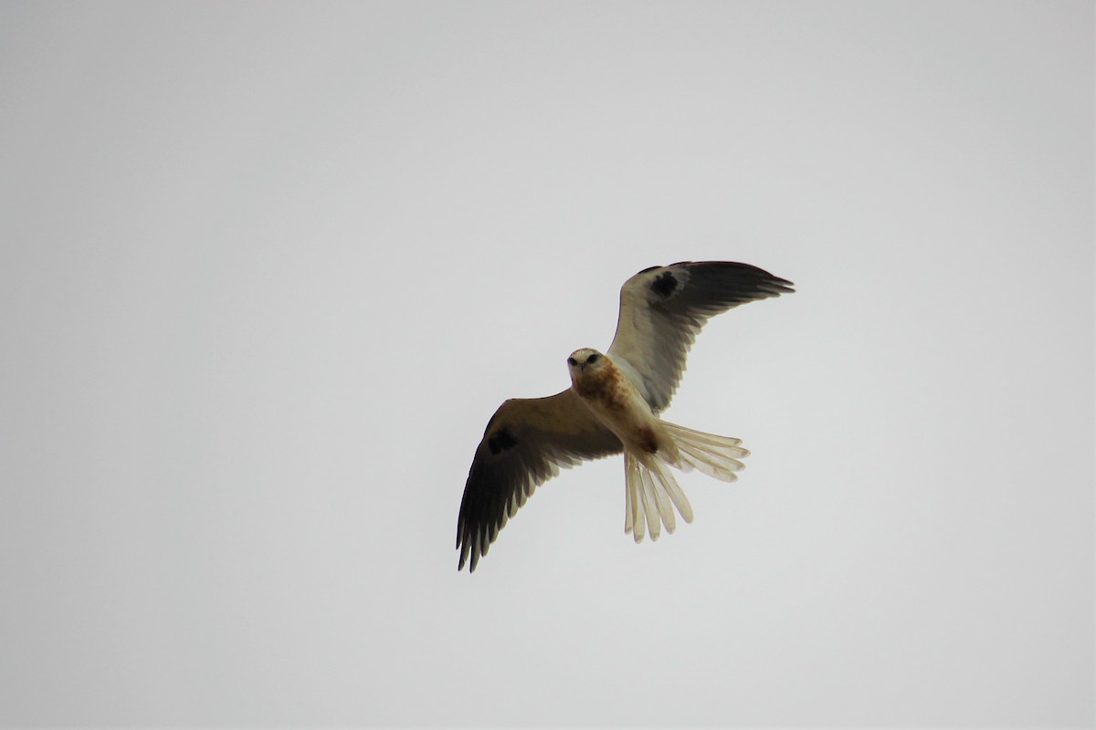 White-tailed Kite - Aashay Mody