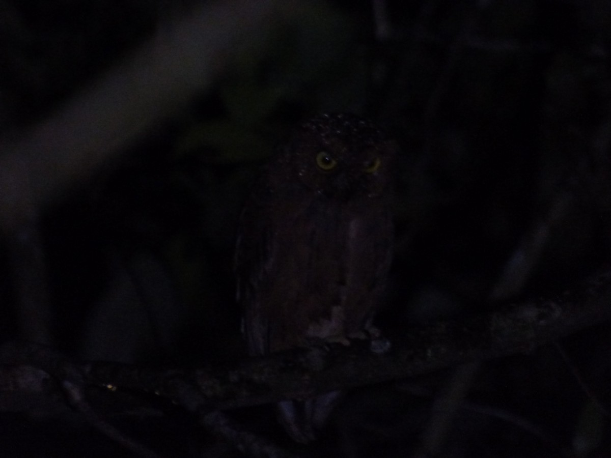 Madagascar Scops-Owl - ML590755051