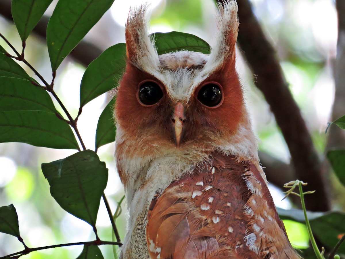 Crested Owl - ML590761561