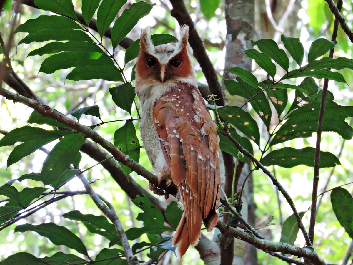 Crested Owl - ML590761571