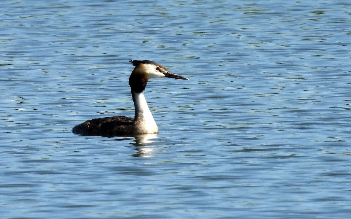 Great Crested Grebe - ML590764741