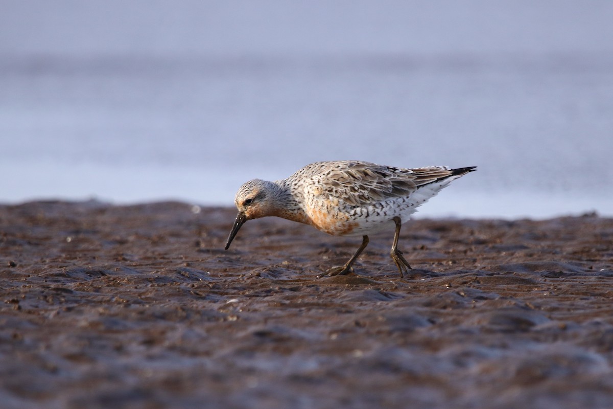 Red Knot - ML590767891