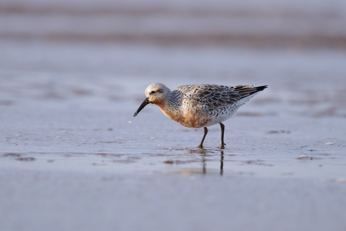 Red Knot - ML590768261