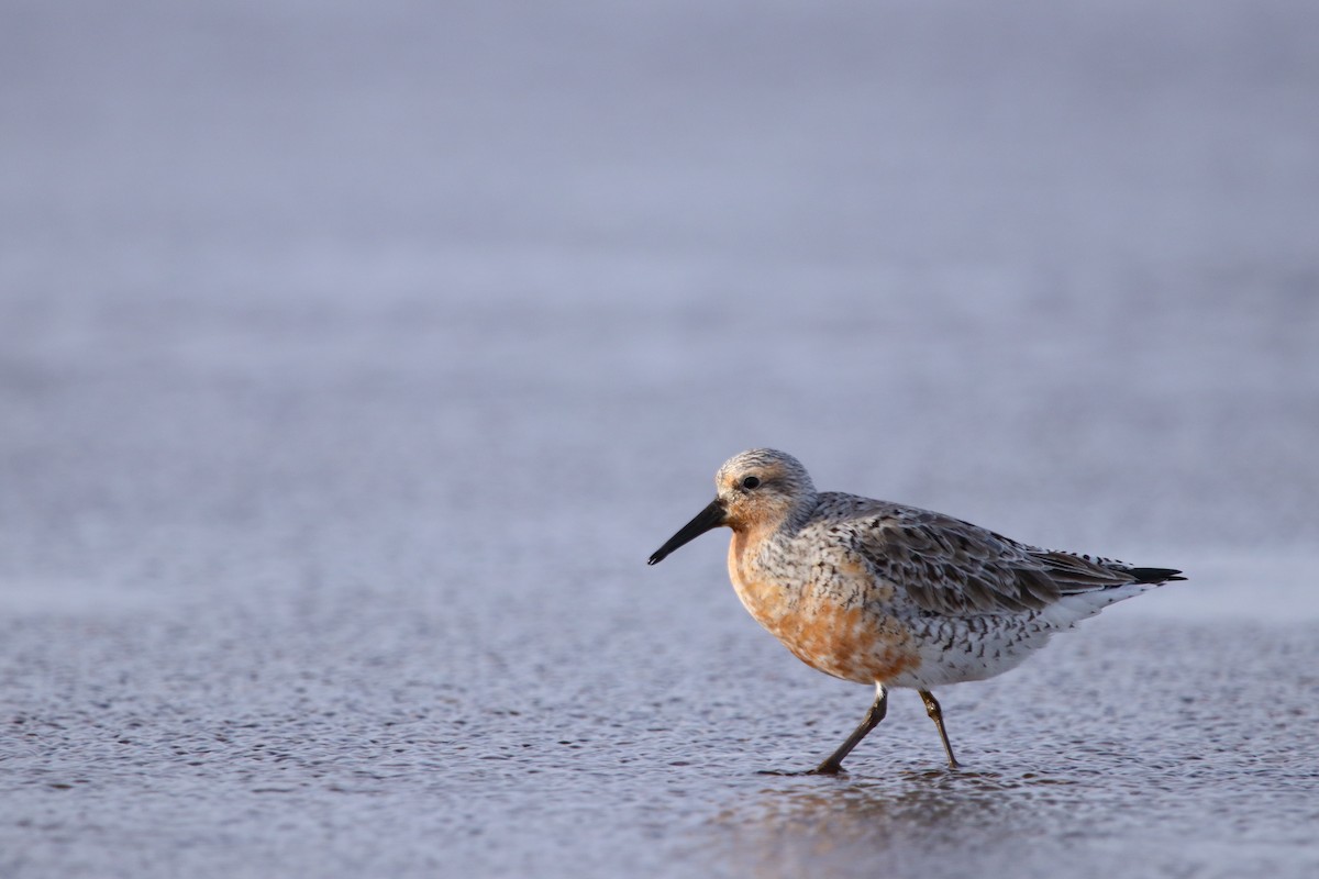Red Knot - ML590768331