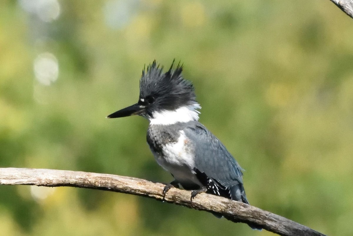Belted Kingfisher - ML590769751